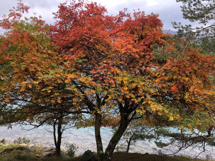 Buggestrondi i Luster er eit område frå fjord til fjell langs Lustrafjorden, sør for Kinsedalen. Rogna trivst langs fjorden. Namnet kjem frå det norrøne "reynir" og betyr raud. 