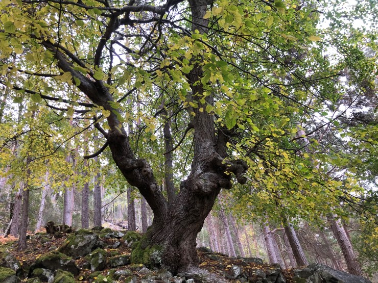 Lind er eit edellauvtre, og trivst i varme lommer langs fjorden. Edellauvskog er mangelfullt dekt i skogvernet i Vestland, og Buggestrondi vil gje eit verdifullt bidrag til å ta vare på naturmangfaldet i fylket. Lind kan ha betyding "skjold" skildra i Snorre-Edda. 