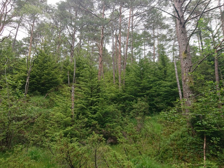 Naturskog i skråning med innslag av hemlokk. 