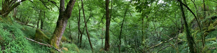 Skoginteriør frå  Hopslia. Storleik og variasjon på edellauvskogen, i tillegg til førekomst av gamle lauvtre og mange trua artar gjer Hopslia til eit svært viktig skogreservat i Vestland. 