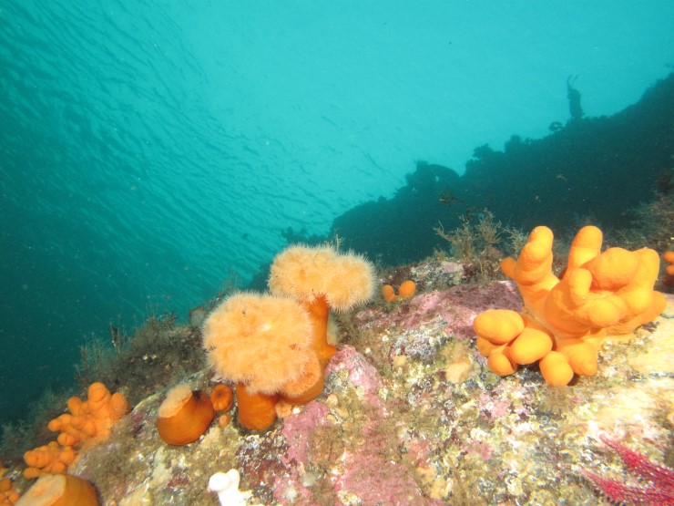 Undervasslandskap med fargerike marine dyr