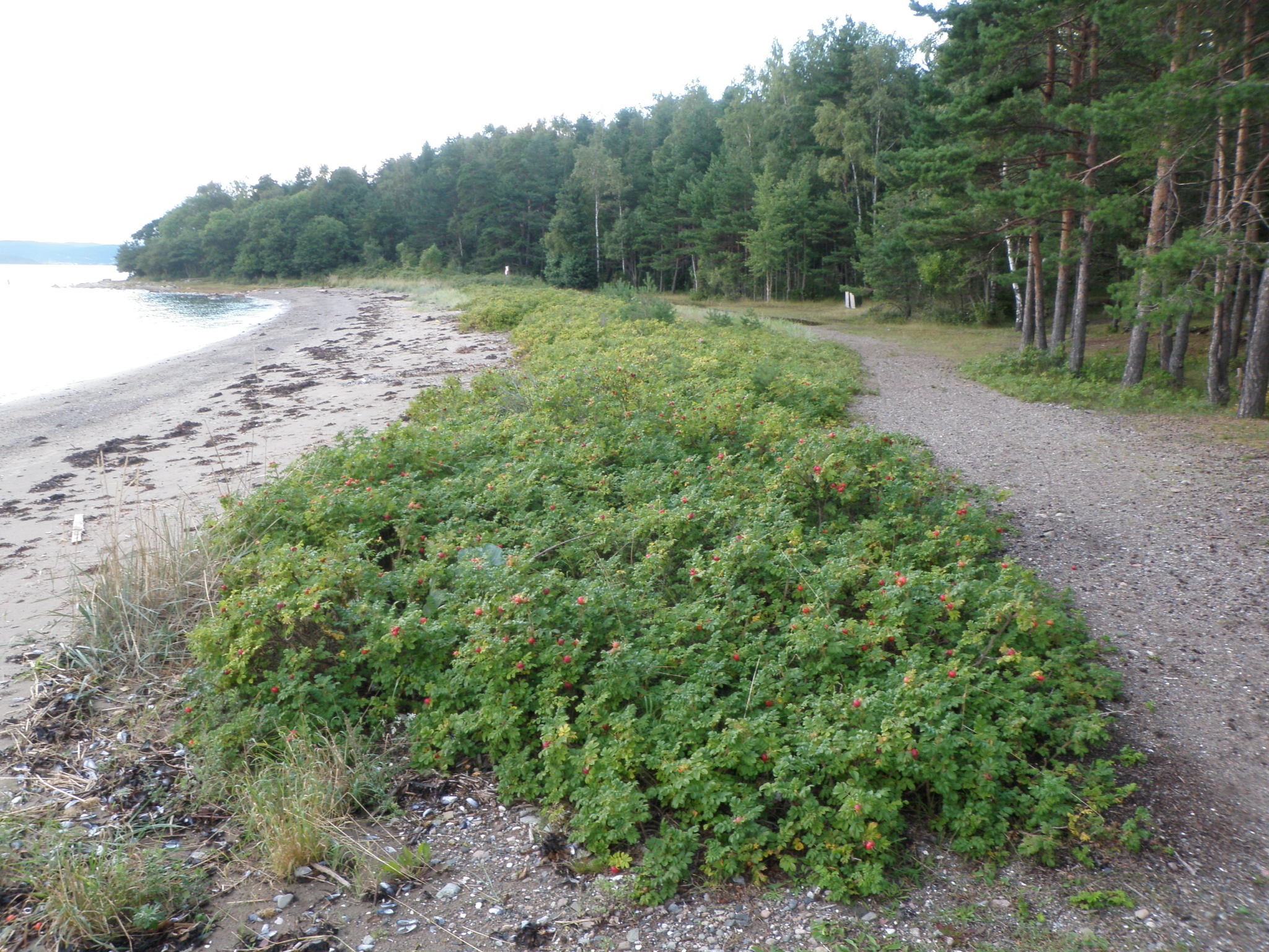 Stor forekomst av rynkerose på strand