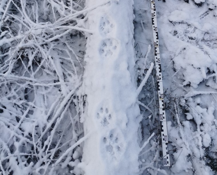 Spor fra gaupe på en snødekt stokk i skogen. 