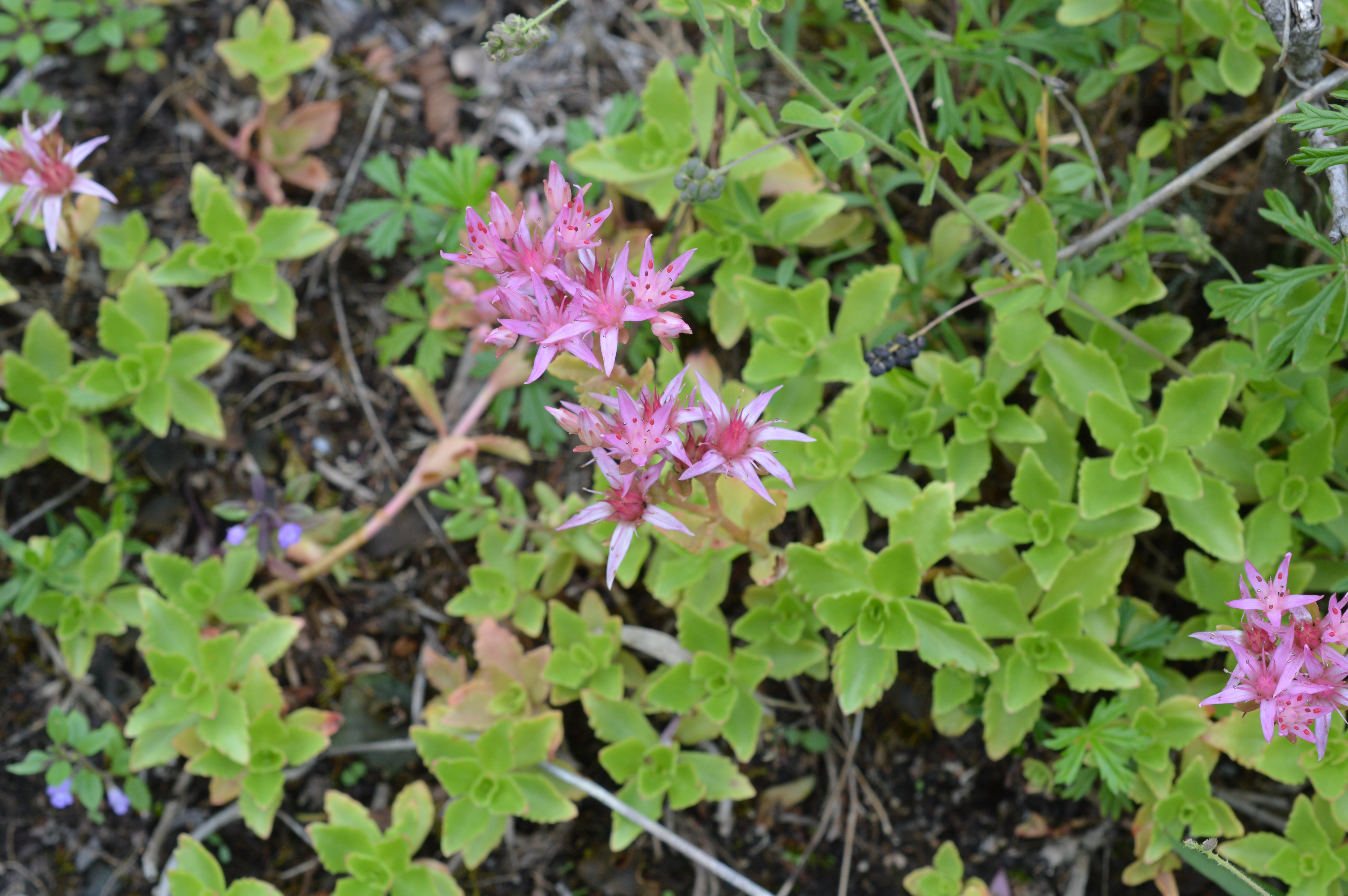 Gravbergknapp i blomst
