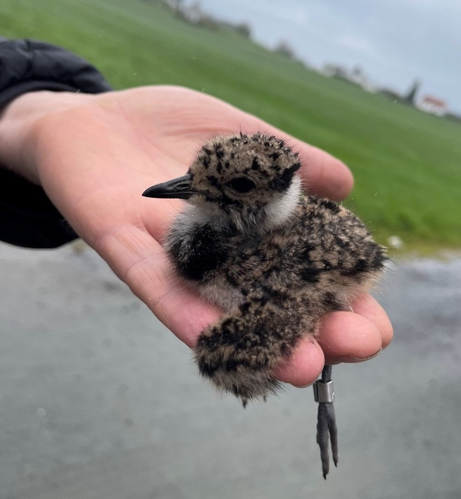 Etter vellukka klekking av vipekyllinger, er det framleis nokre veker til dei er store nok til å kome seg unna slåmaskina. OBS: vipeungen ble plukka opp i samband med merking