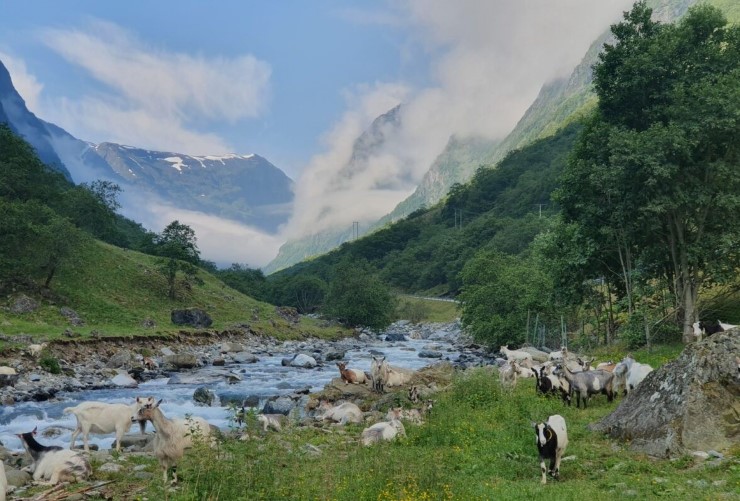 Geiter beitar langs elv i Aurland