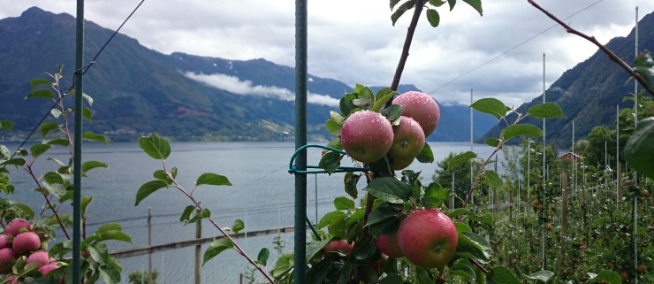 Fjord, fjell, regn, epler, frukthage