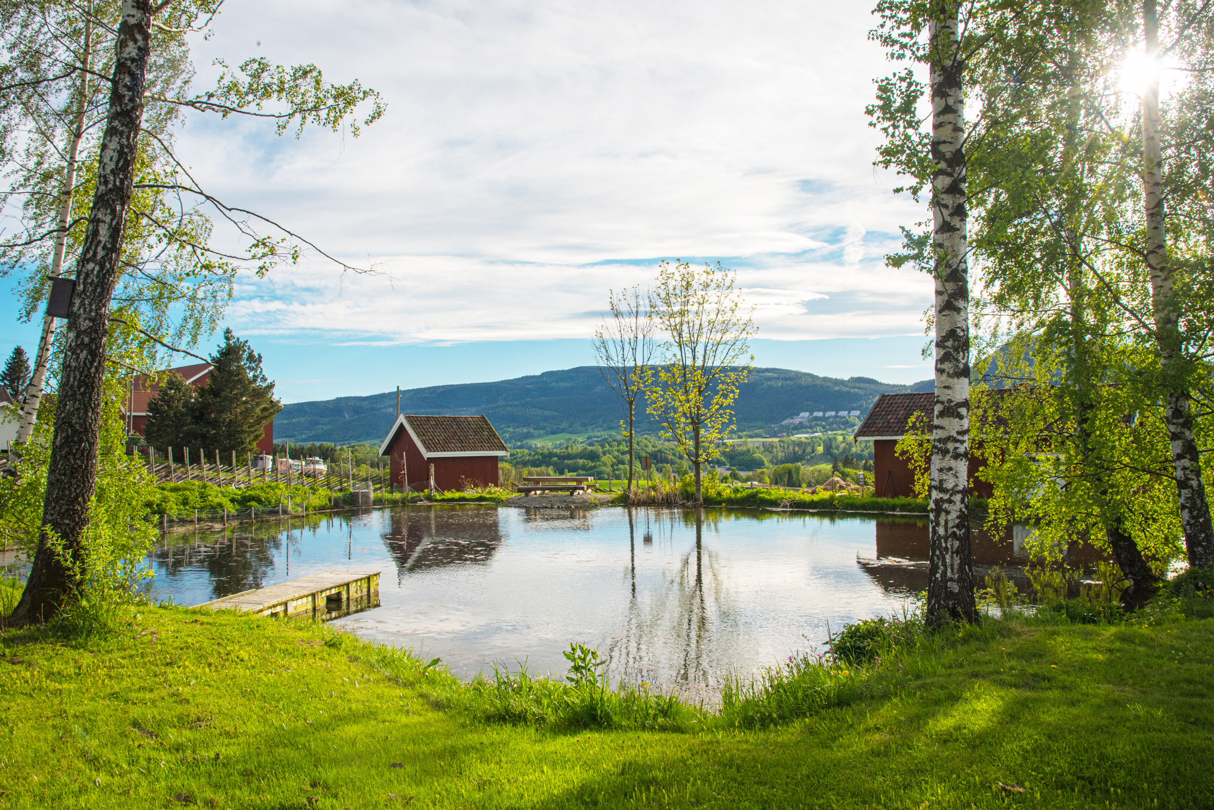 Velstelt salamanderdam i Lier. 