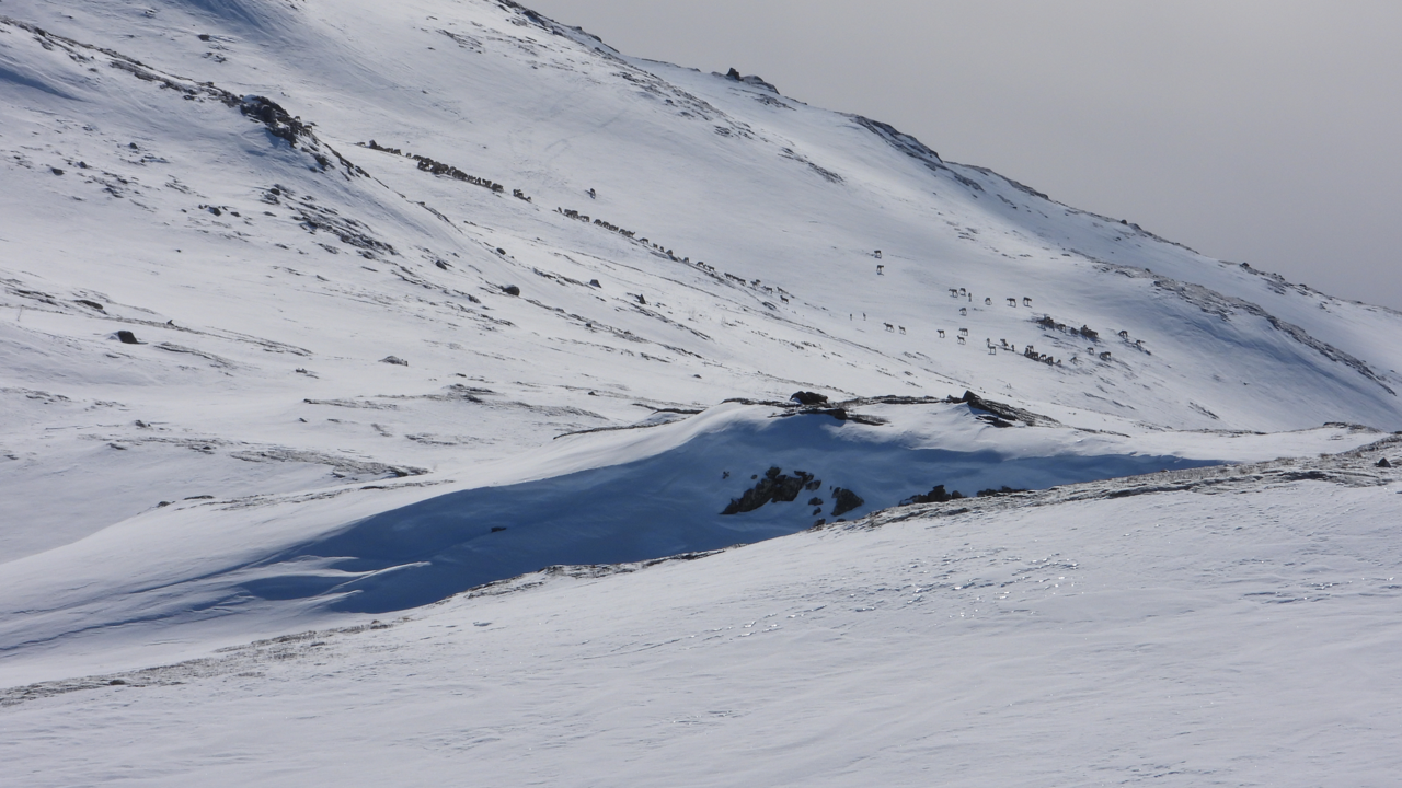 Flokk med villrein som beiter i en snødekt liside. 