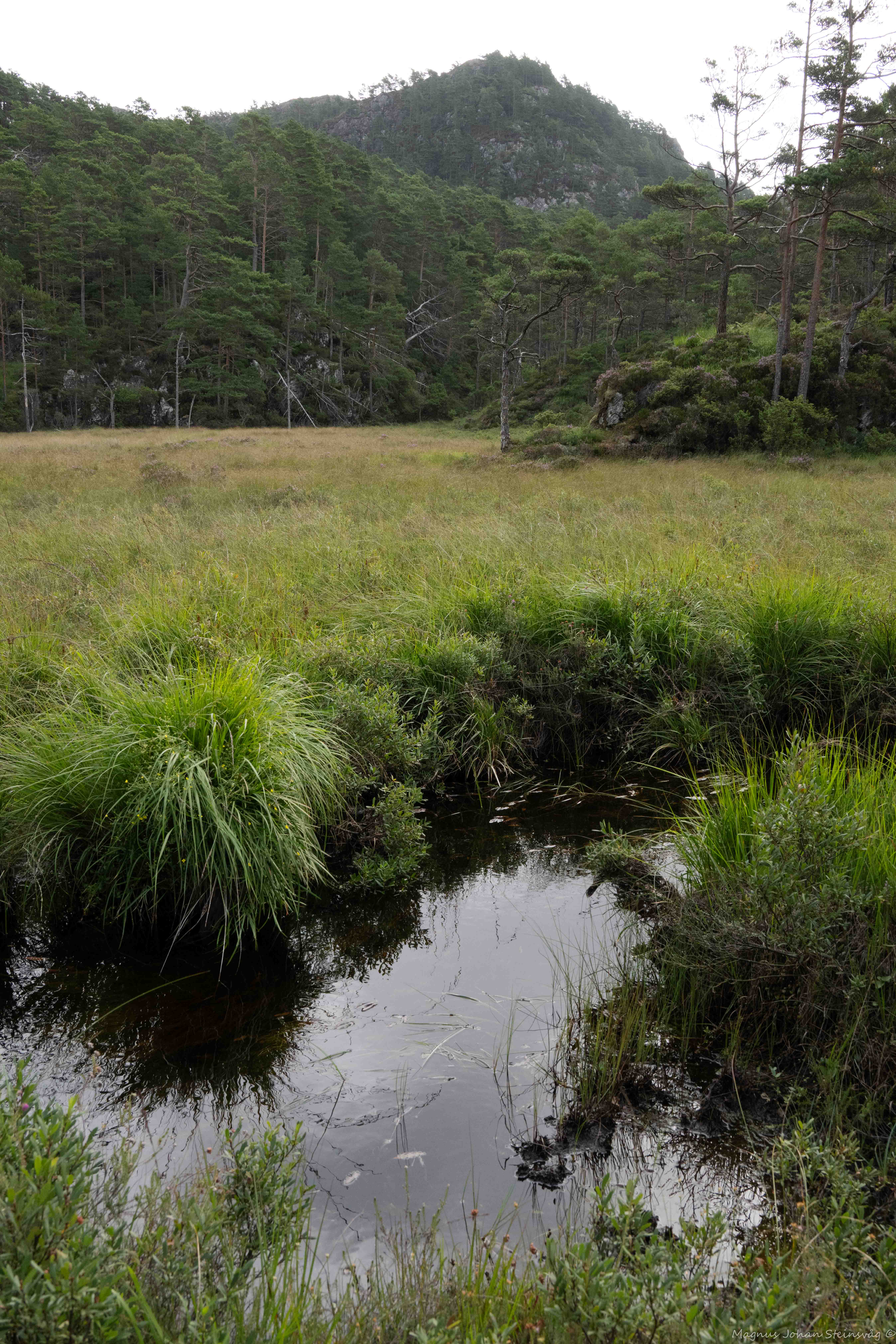 eit lite vatn i ei myr og skog rundt 