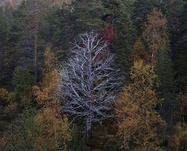 Stort furutre stort furutre