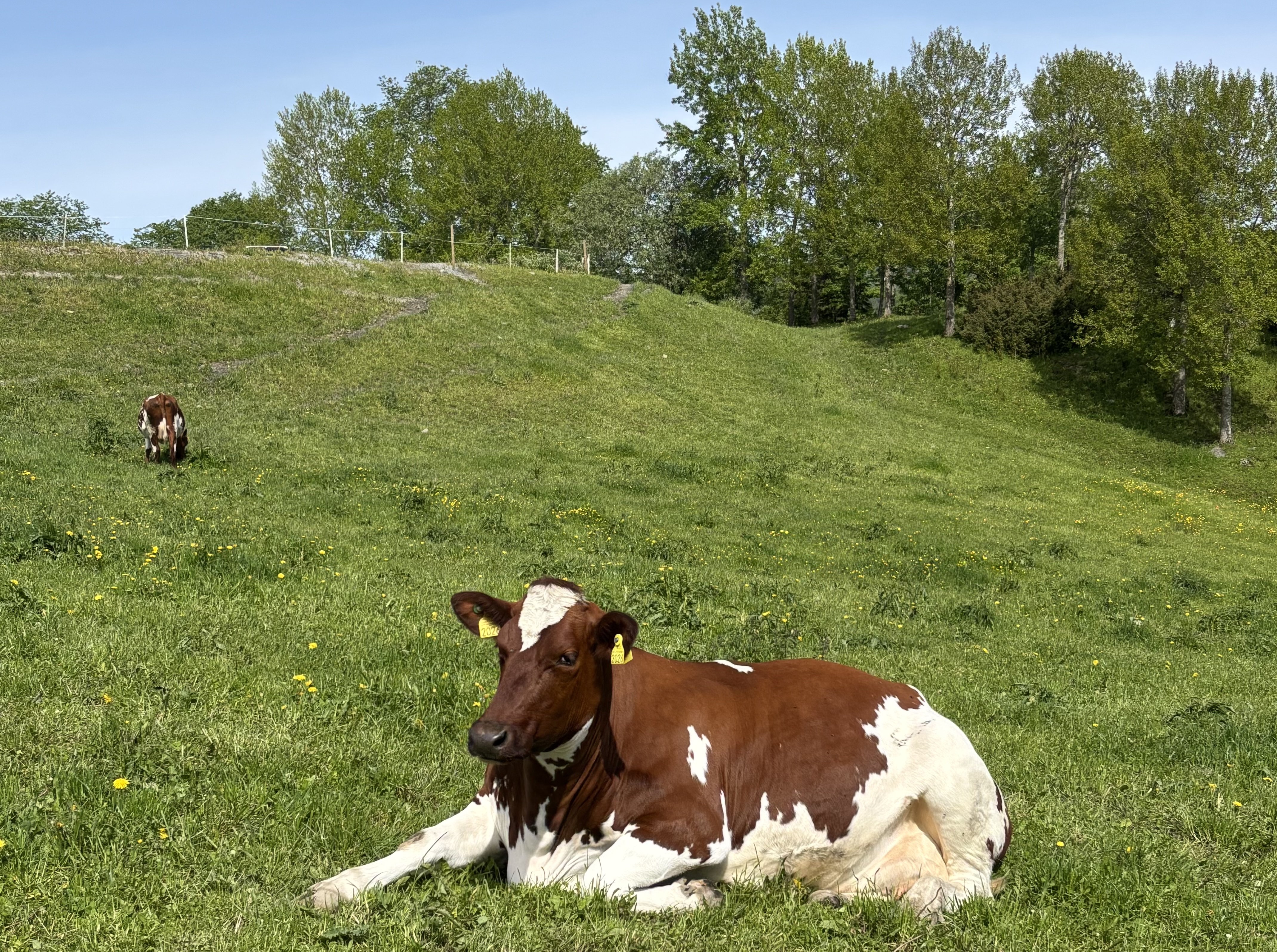 Ku som ligger i grønt gress i pent sommervær.