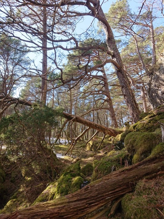 Gammal, furudominert naturskog er ein aktuell naturtype for kartlegging. 