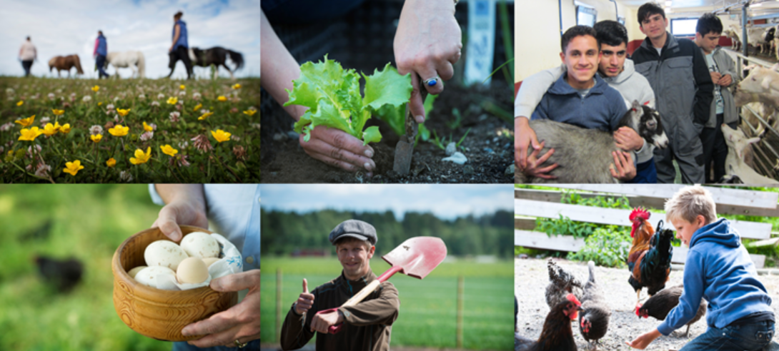 Sammenstilling av bilder av ulike Inn på tunet-tilbud