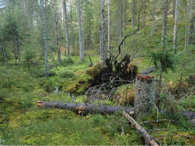Bilde fra Gaupstokkdalen i Lønnsåsen naturreservat.