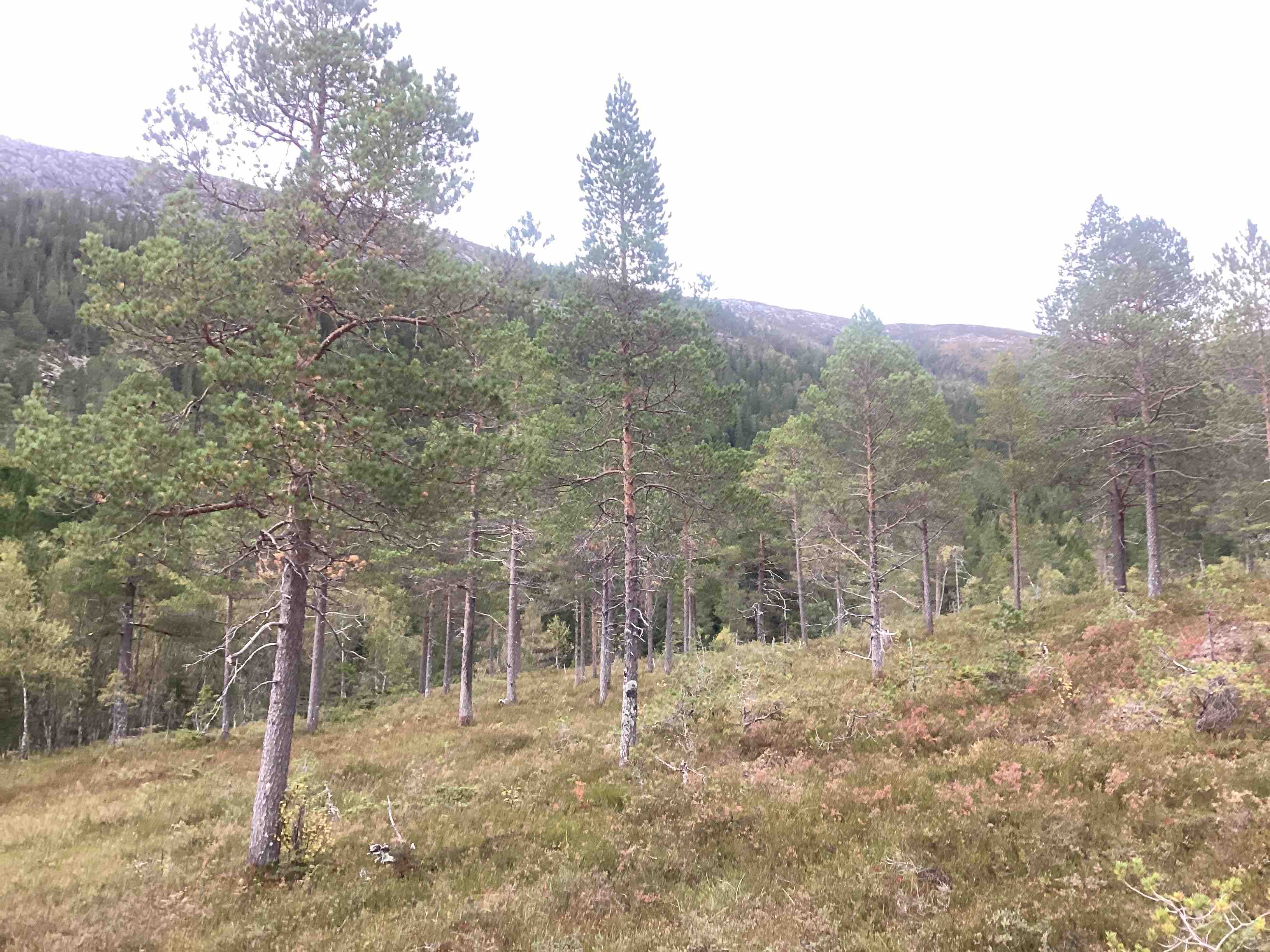 Bildet viser trær med skog og fjellrygg i bakgrunnen.