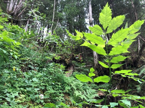 Den kalkrike skogen i Liberget foreslås vernet.