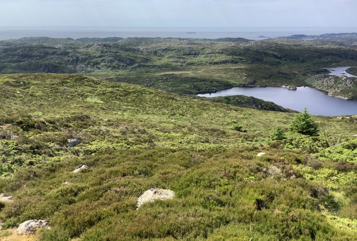 Landskapsbilete av kystlynghei