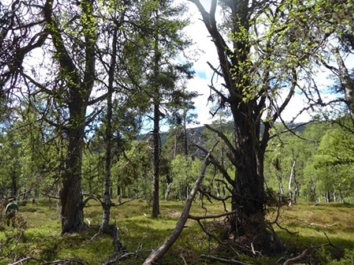 Det er mektig og gamal skog i dei to naturreservata Rodeholene og Breisete. Biletet her er frå Storhaug i Breisete naturreservat i Sogndal kommune. 