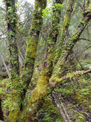 Engan, boral regnskog.