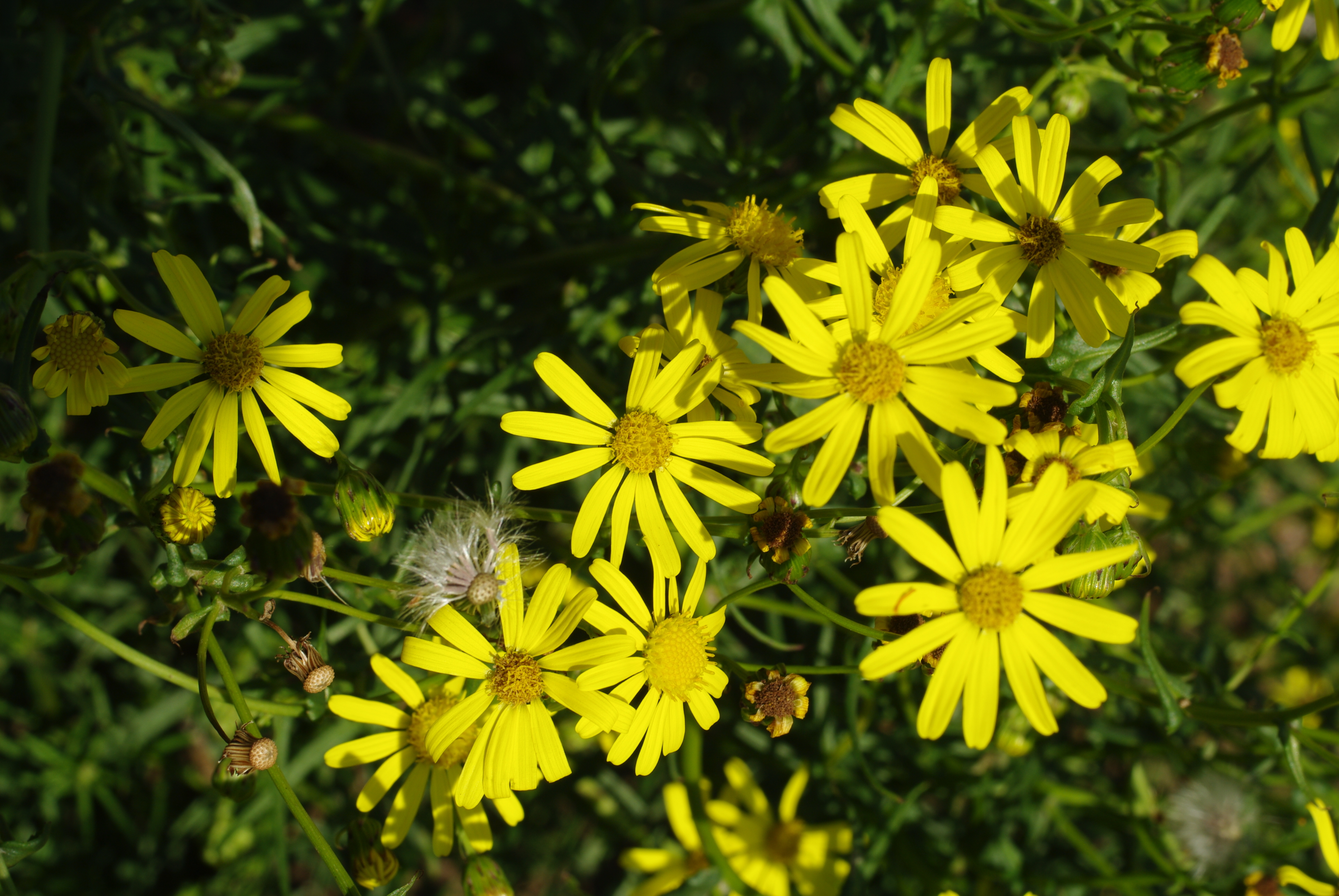 Boersvineblom i blomst 