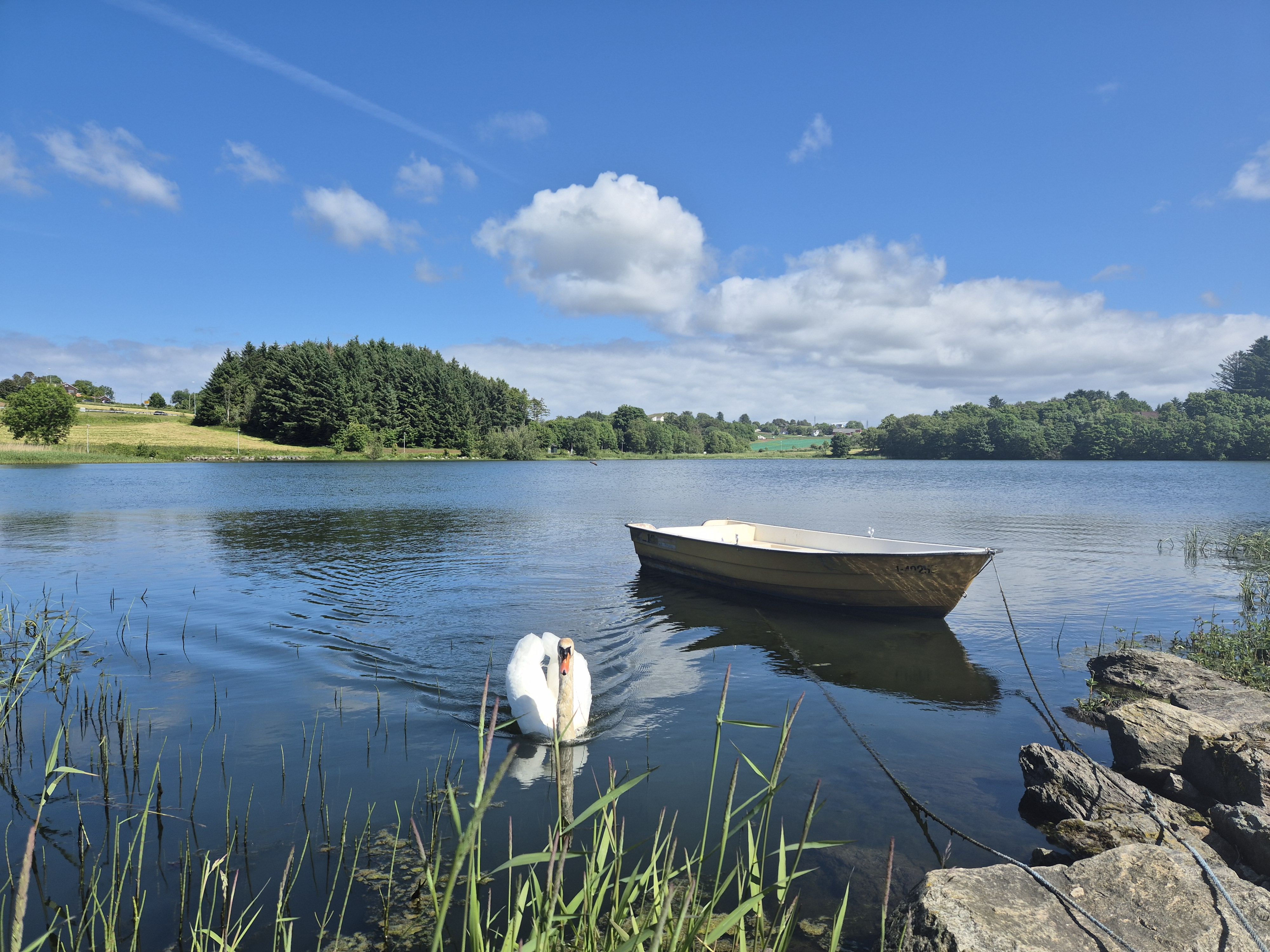 Bilde tatt ut mot hålandsvatnet fra noen steiner og siv langs kanten, med en hvit robåt på vannet og en svane som svømmer mot fotografen. I bakgrunnen ser man trær og åker. Himmelen er blå med noen skyer, og man ser det er solfylt.