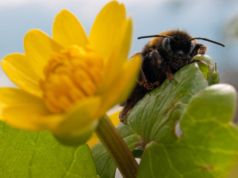 Insekt som sit på ein plante med grøne blad og gul blomst. 