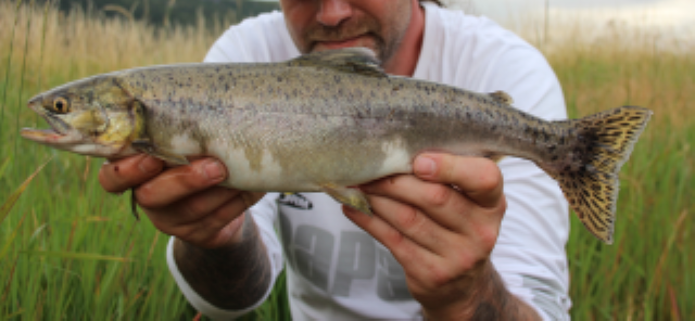 Pukkellaks fra Snilldalselva med karakteristiske flekker på halefinnen