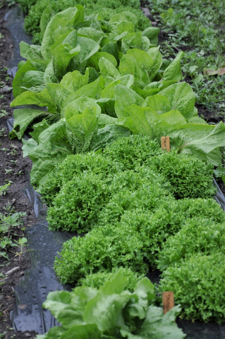 Salat i rekke på svart plastduk