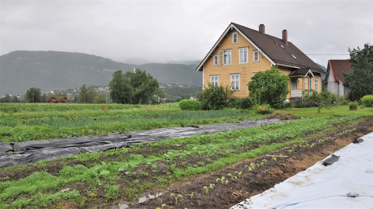 Gult hus i bakgrunnen og grønsaksbed i forgrunnen 
