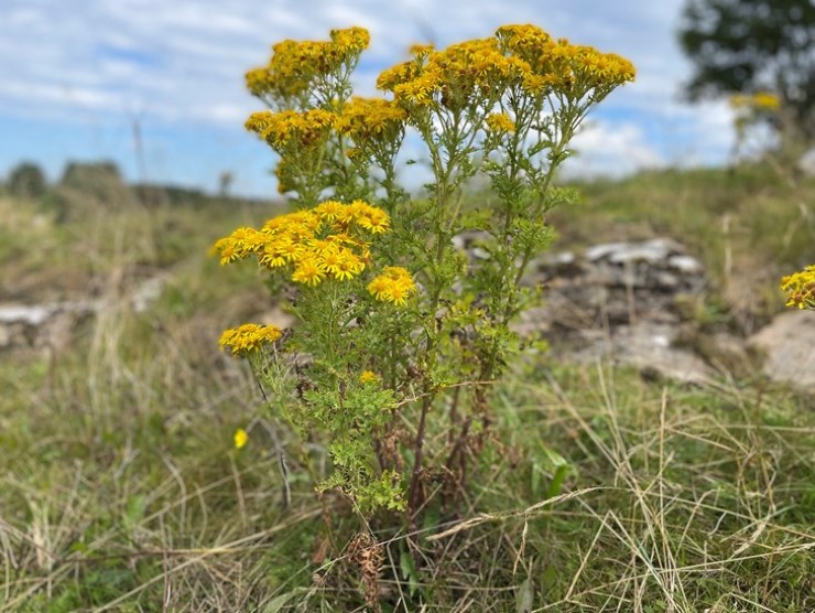 Gul blomst, blå himmel