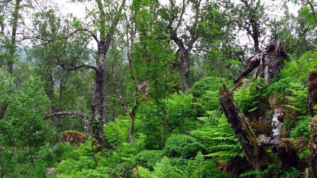 Skog med trær med grønne blader og grønne vekster på bakken.