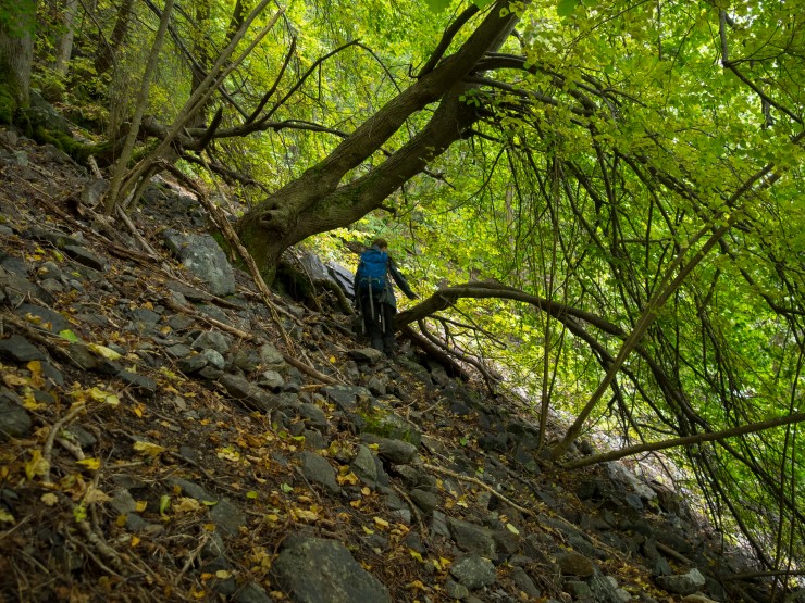 Tilbodsarealet på Loftesnes er stadvis bratt og utilgjengeleg for folk. Området gjev likevel gode levekår for lind, hassel og osp og alle artane som treng gamle og døde tre for å overleve. 