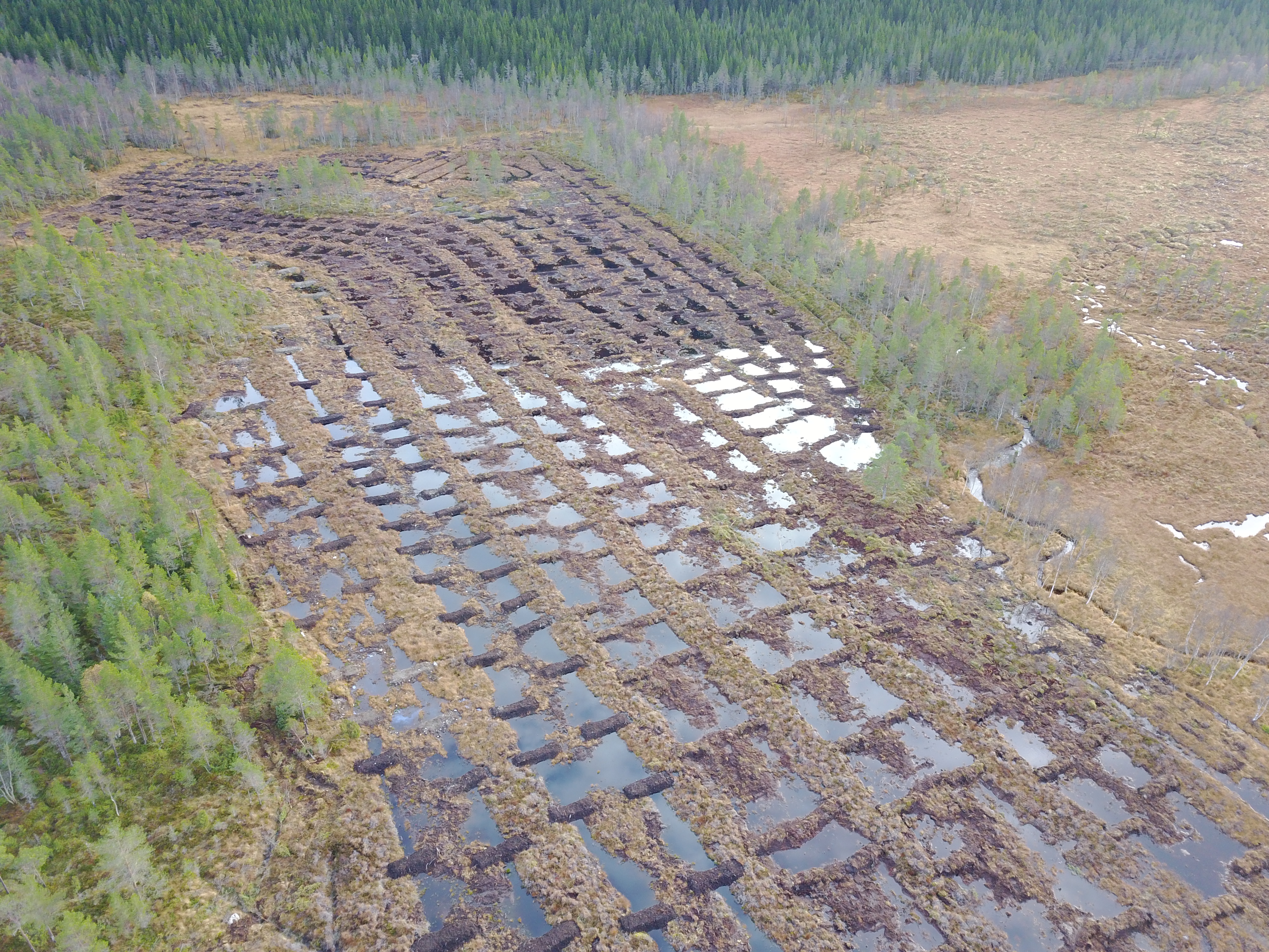 Bilde frå Aspåsmyran naturreservat. 