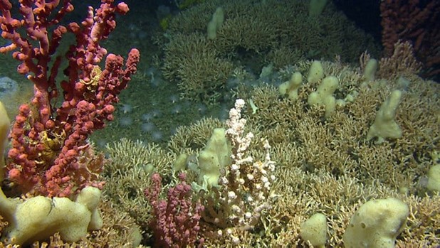 Korallrev med sjøtre og svamper. Kunnskapen om det marine miljøet er svært mangelfull. Med økende press på marine områder i kystsonen er det et stort behov for å avdekke områder med verdifulle og sårbare arter og naturtyper.