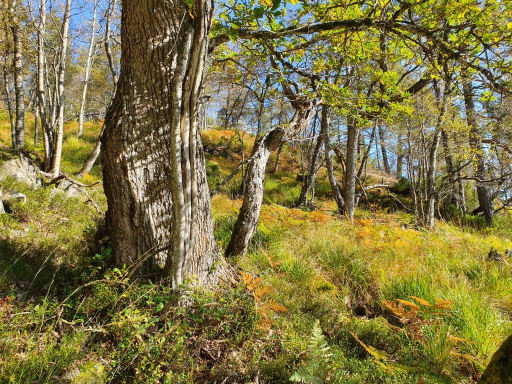 Grov og gammel eik i Grautkleivknatten og Rypeknuten naturreservat.