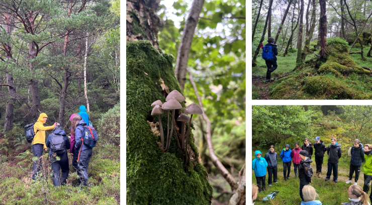 menneskje i natur og skog, sopp, vandring i regn. 