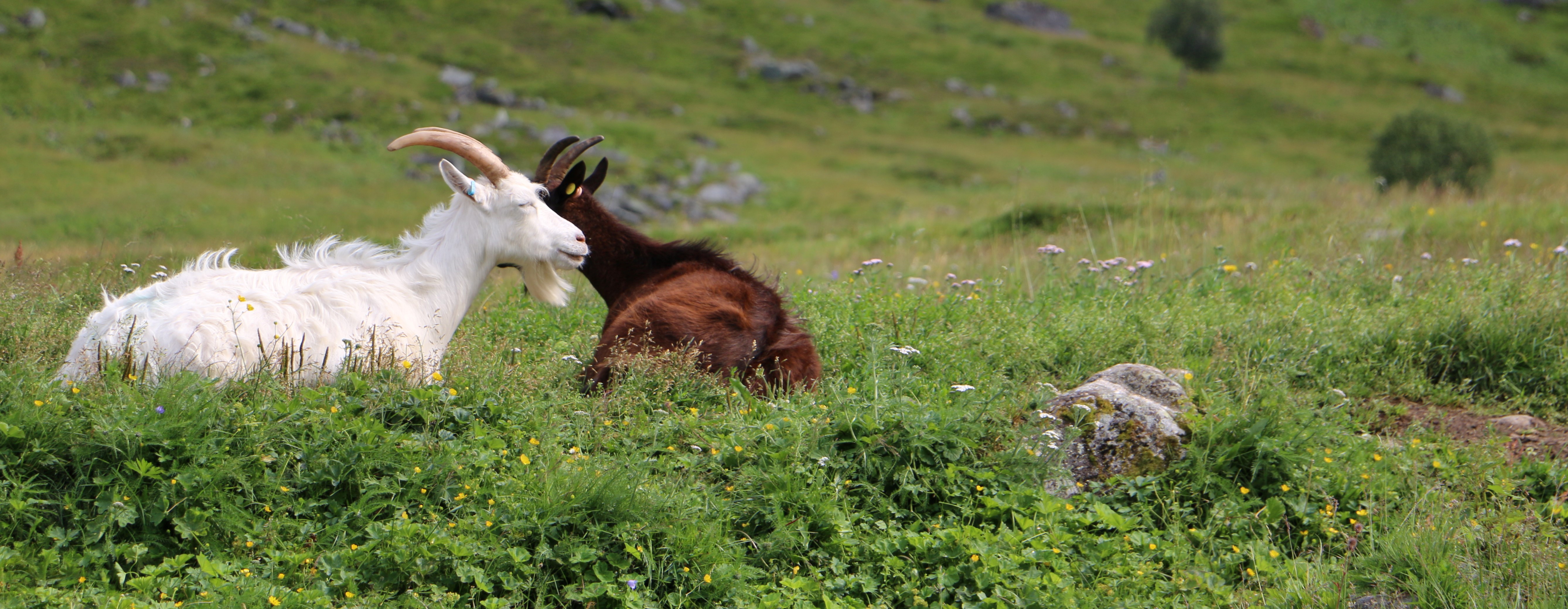 Frå Herdalen, Fjord kommune