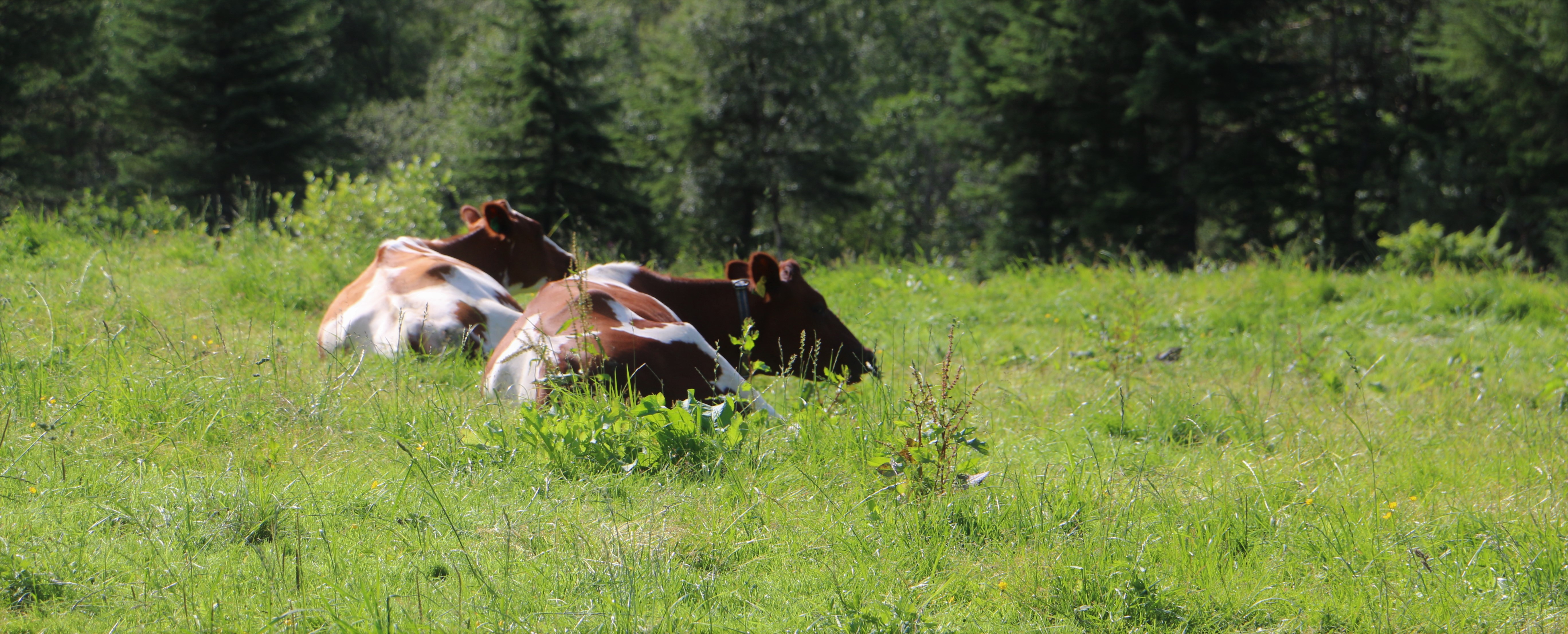 Kyr på beite i Sunndalen, Sykkylven kommune
