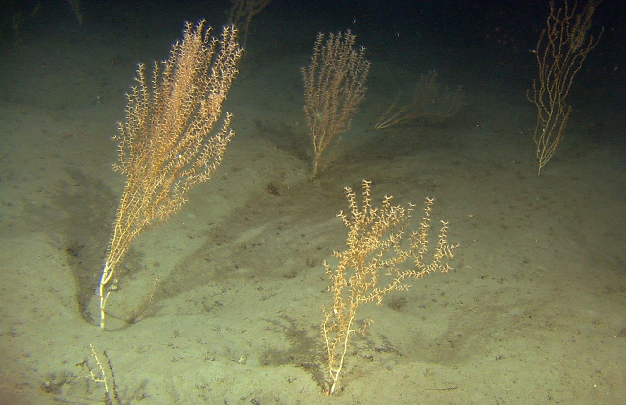 Havforskningsinstituttet har vært på tokt i Ofotfjorden og Tysfjorden og blant annet oppdaget forekomster av bambuskorallskog. Bildet viser slik skog i Hardangerfjorden. 