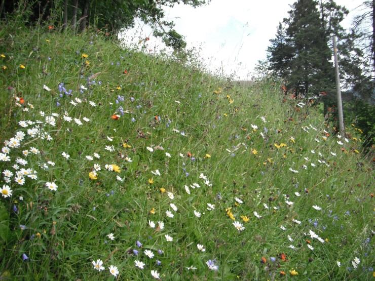 Ei artsrik slåttemark er fargerik av blomstrar. Ein må slå seint og etter avblomstring.