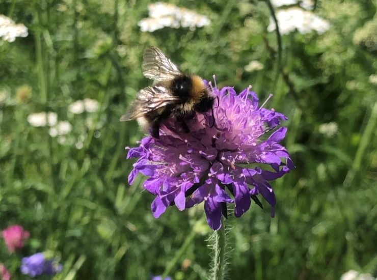 Raudknapp er ein populær blomster hos humlene. Mykje variasjon av blomsterfarger og former gir mat til mange ulike bier og humler. Dei blir tiltrekt av maten dei får i form av nektar og pollen, og som betaling flytter dei ofte plantepollen til neste blomster og hjelper dermed plantene å fullbyrde sin livssyklus.