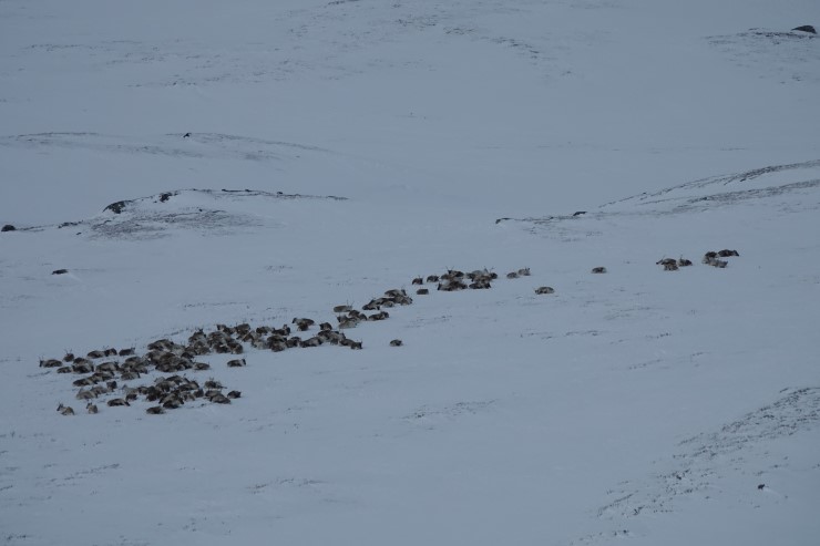 flokk med villrein som ligg og kvile seg på snø. Snødekt fjelllandskap.