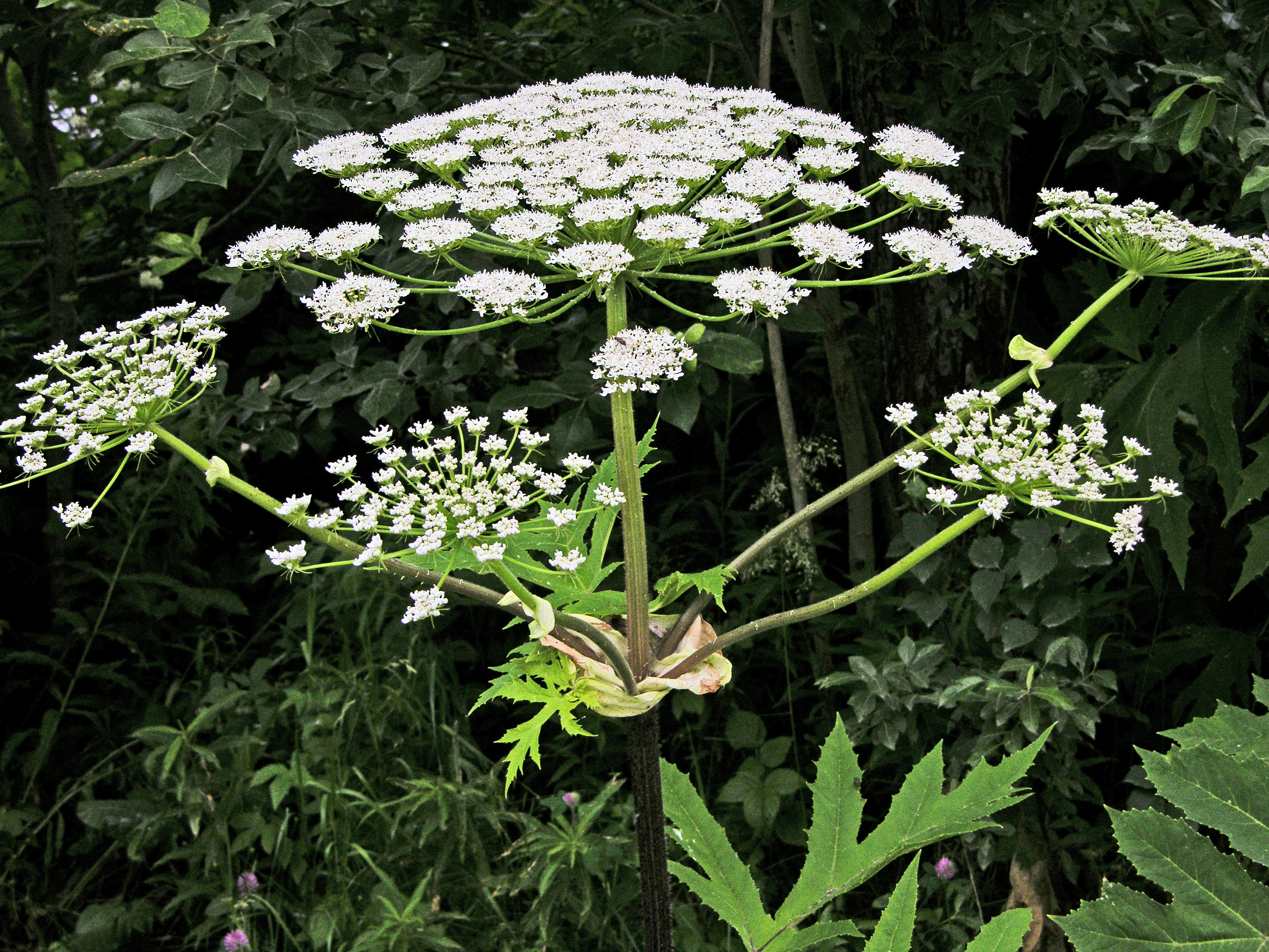 Kjempebjørnekjeks i blomst 