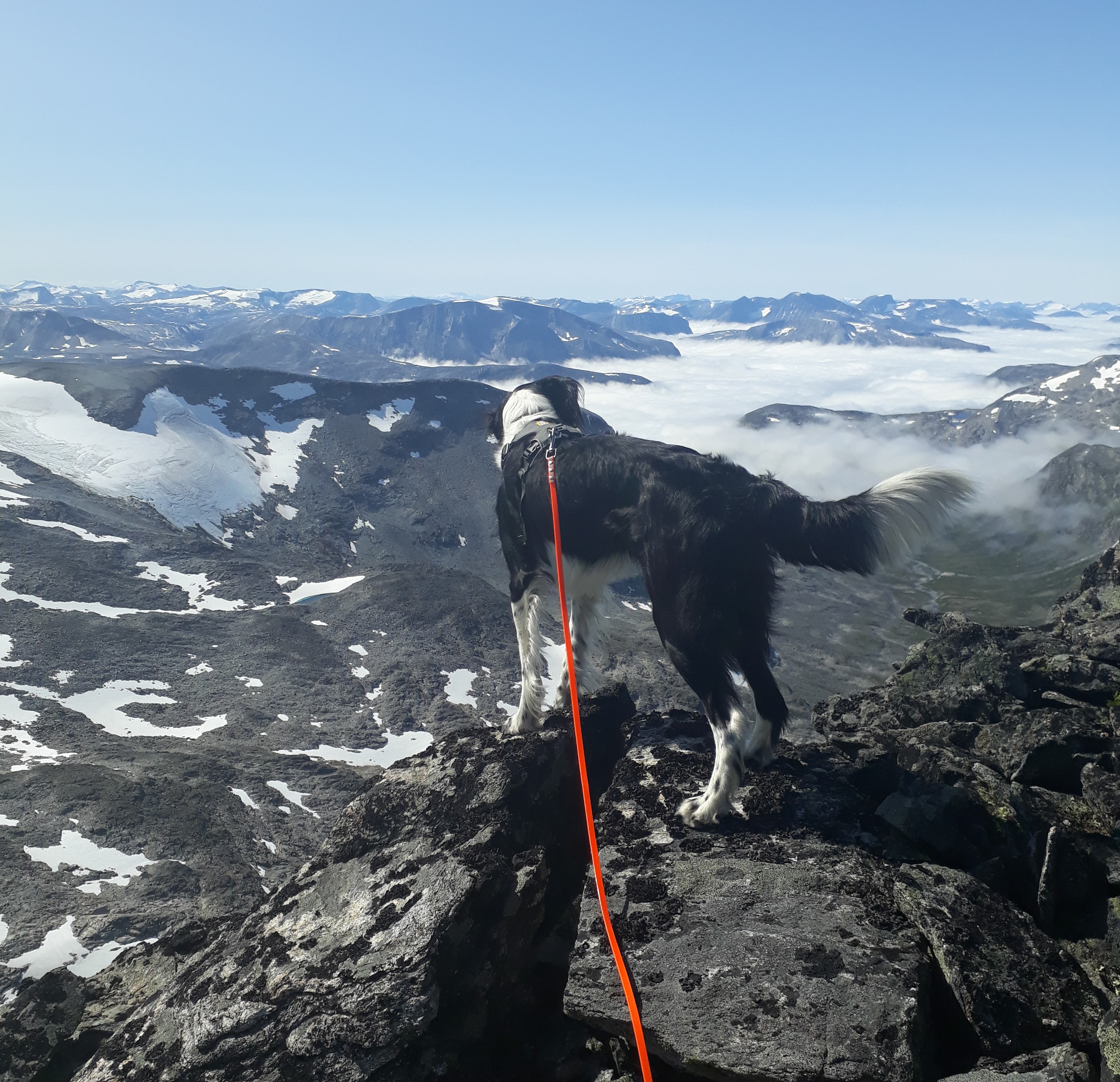 Bilete av ein hund på fjellet Puttegga (1999 m.o.h) i kommunene Fjord og Rauma. 
