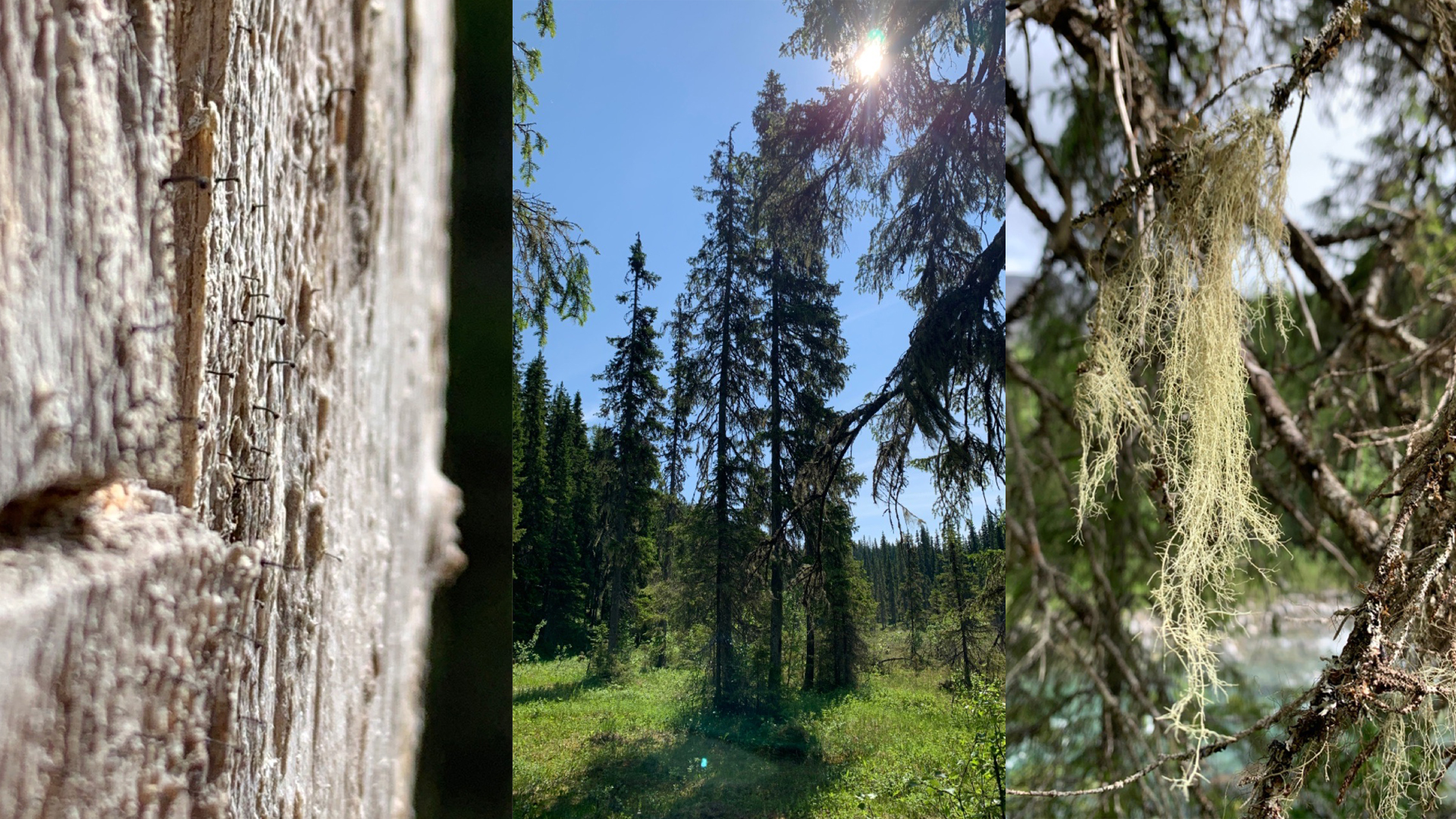 Det er et stort mangfold av arter i de foreslåtte områdene. Her ser du Knappenålslav i Olaåsen (f.v.), gubbeskjegg i Holmvassdalen og strylav i Olaåsen.