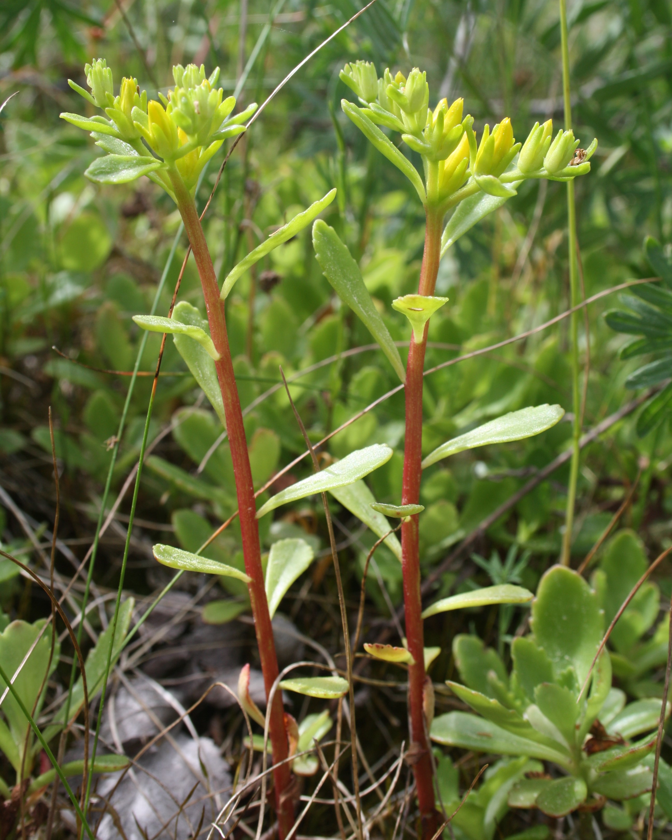 Sibirbergknapp