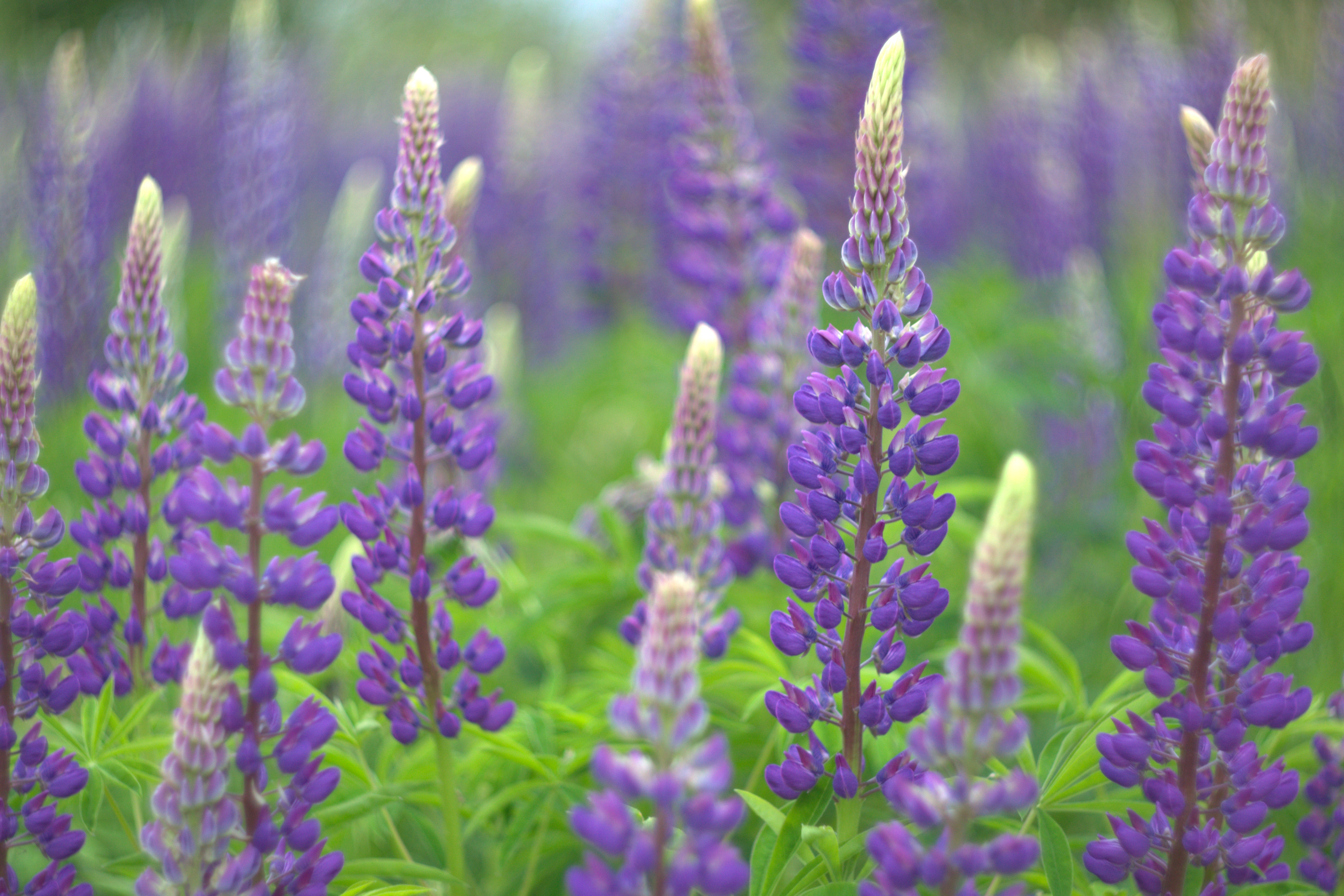 Hagelupin i blomst 