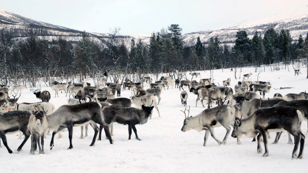 Reinsdyrflokk på snø med skog i bakgrunnen.