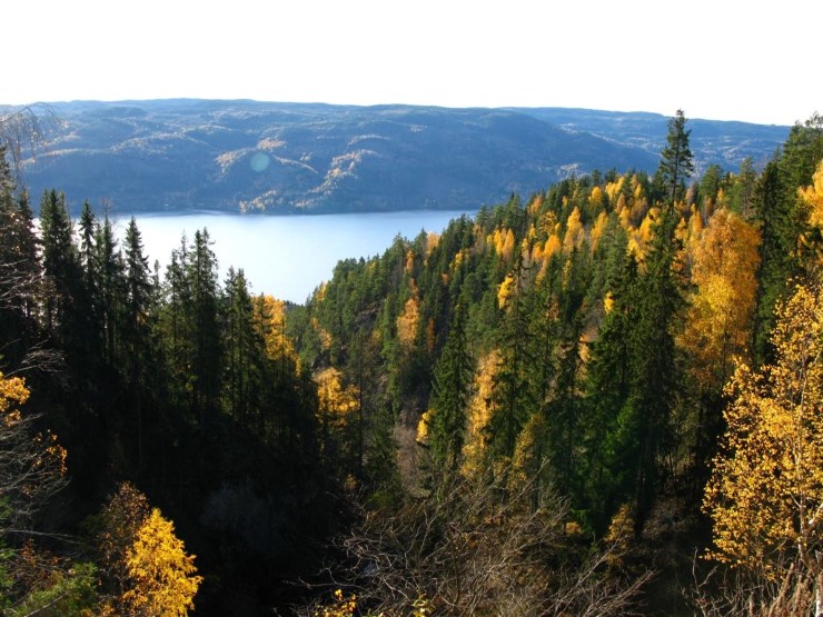 Rik bar- og lauvskog over Holsfjorden i verneforslaget Krokskogstupene. 